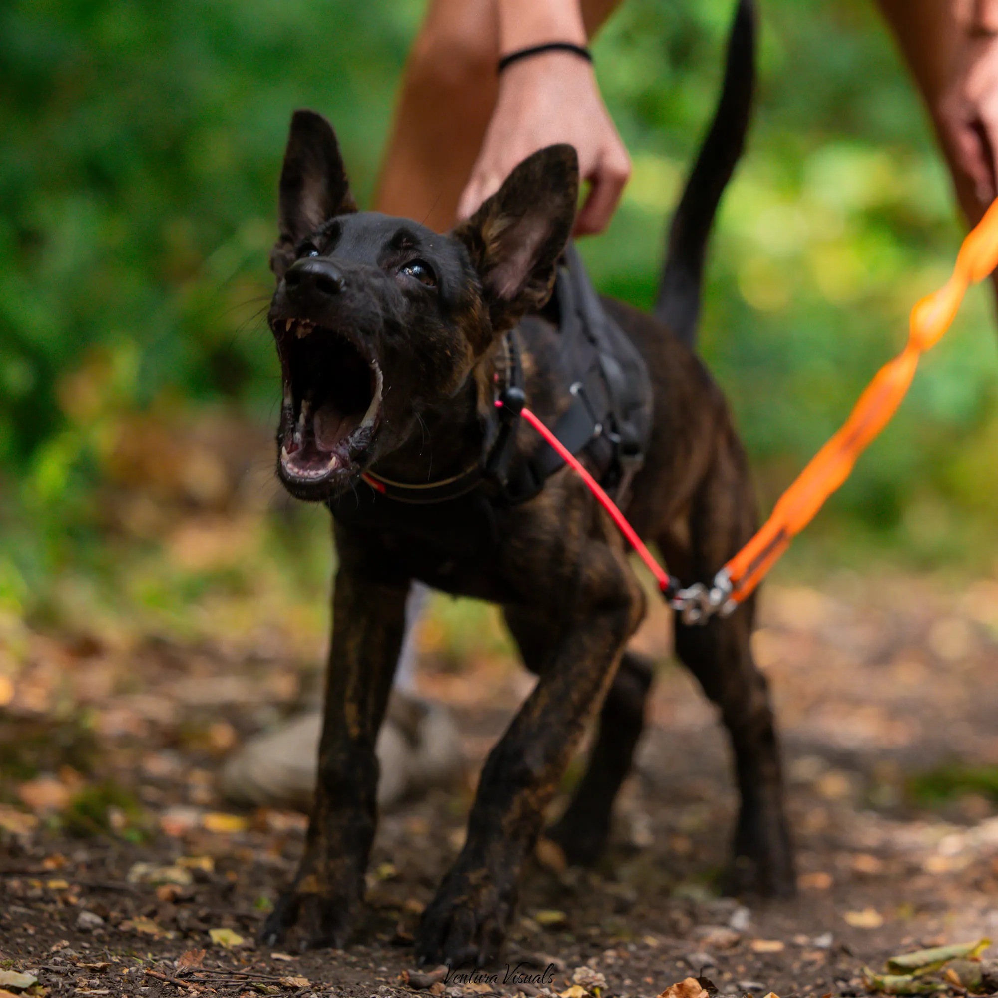 Diesel, a brindle shepherd-type dog, on a lead in the woods