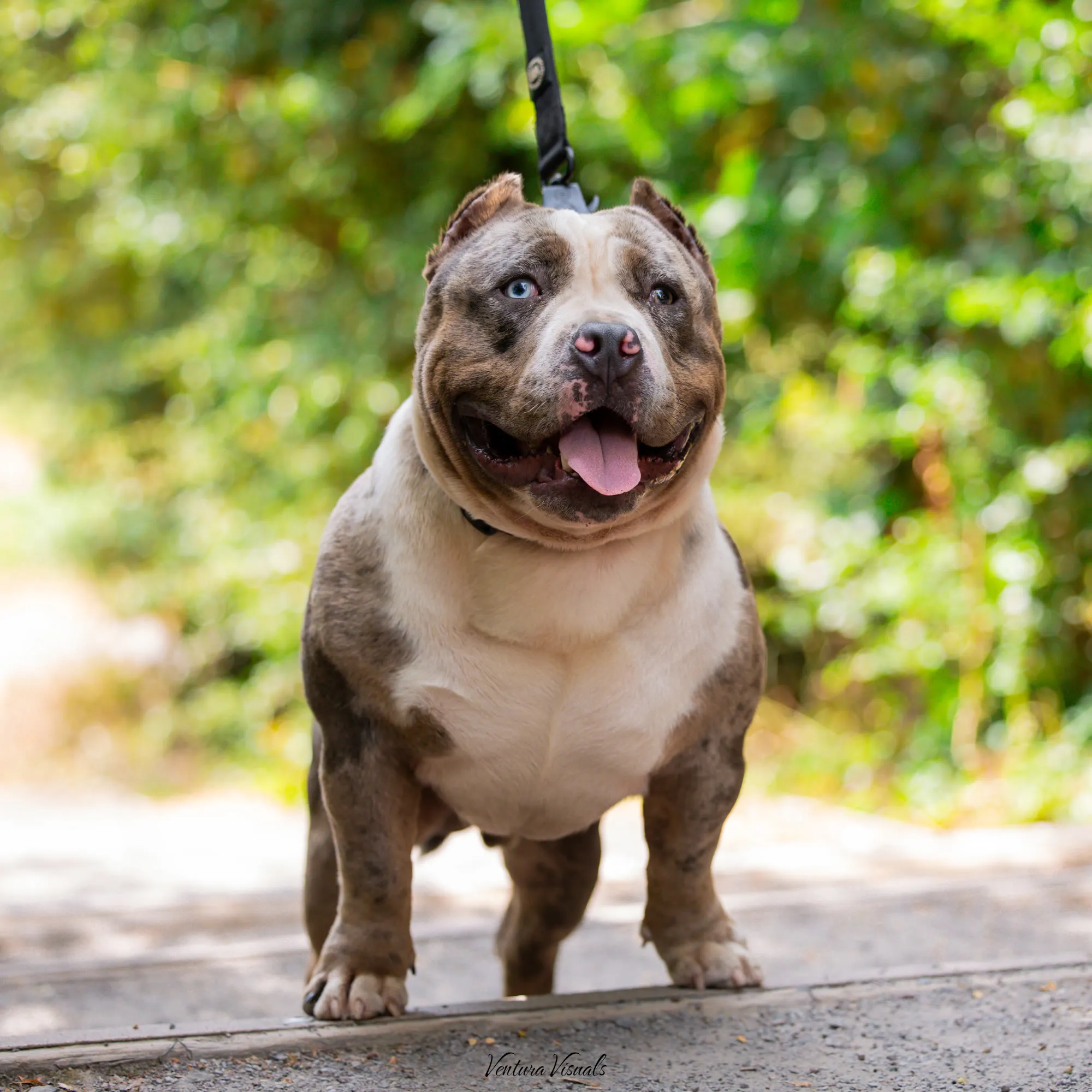 The Lilac merle American Bully on a woodland walk