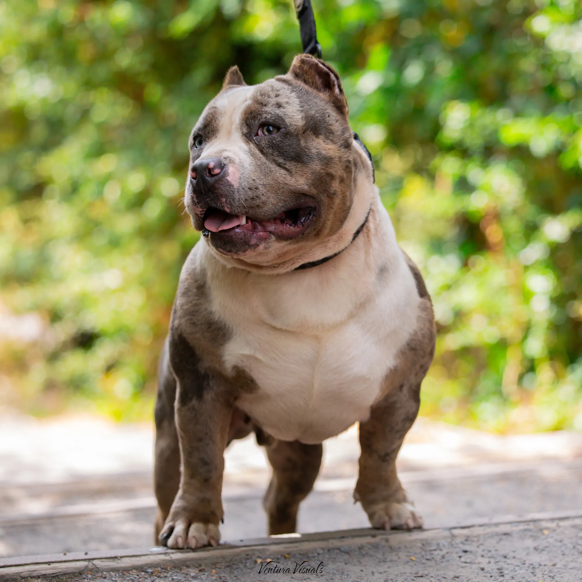 The Lilac merle American Bully on a woodland walk
