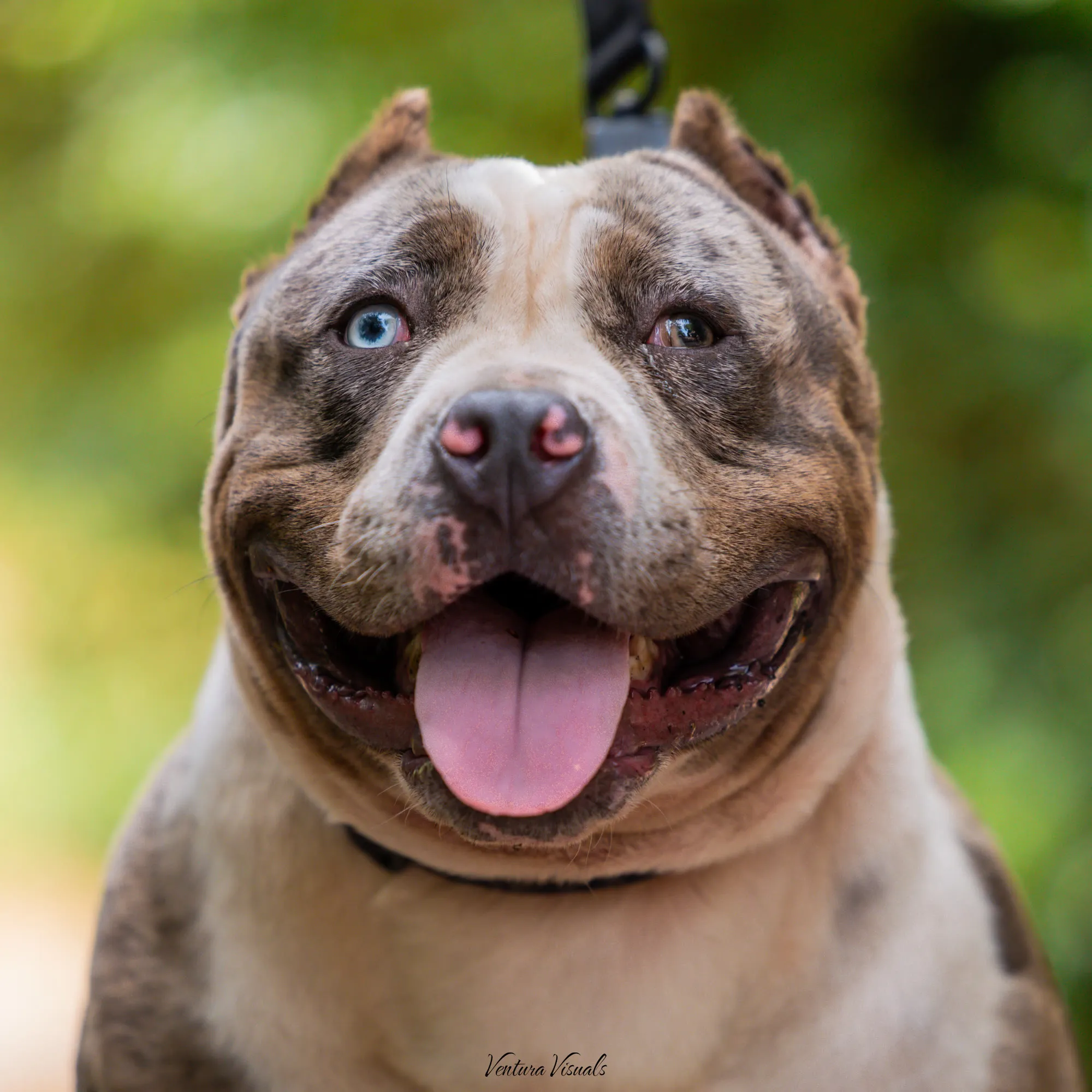 The Lilac merle American Bully on a woodland walk