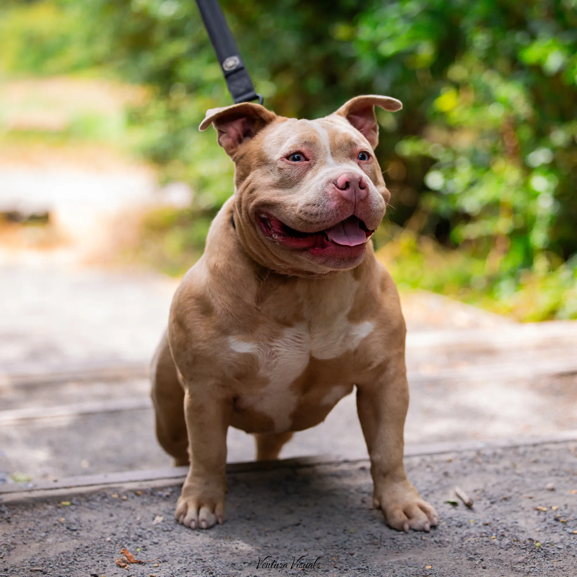 The Champagne American Bully on a woodland walk