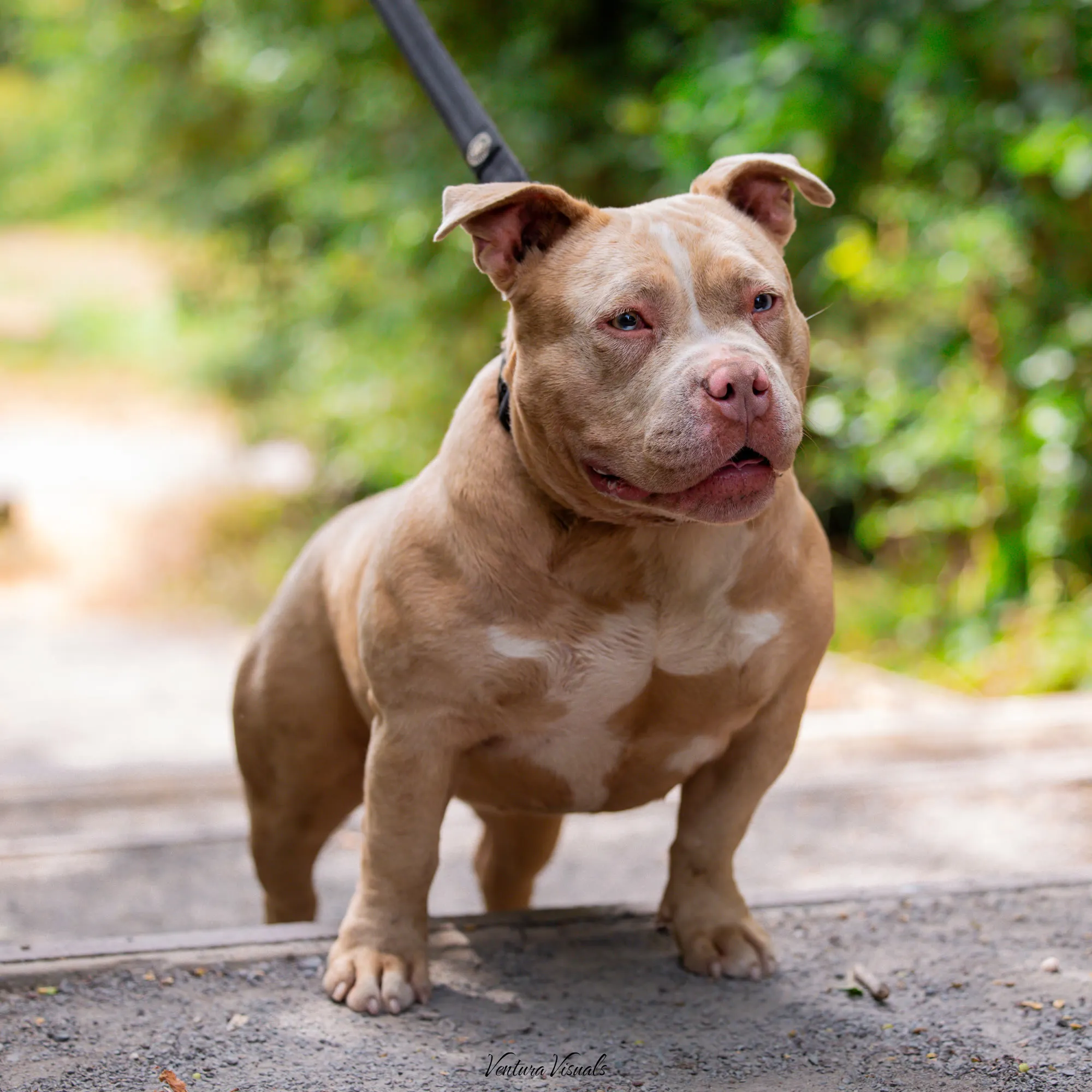 Champagne American Bully standing on a woodland boardwalk