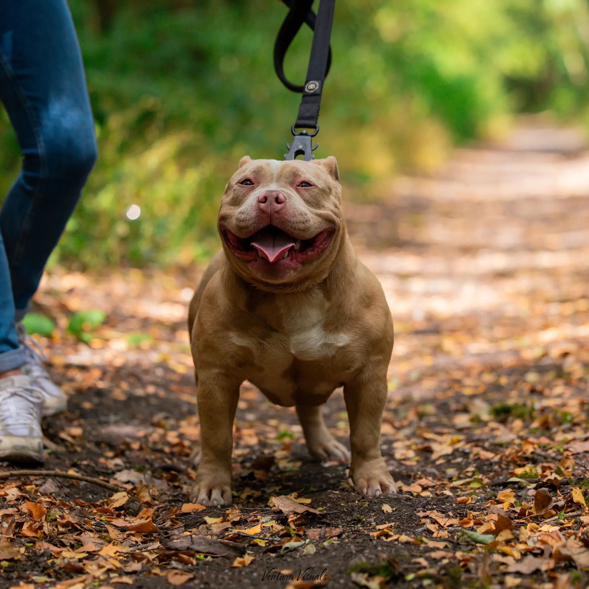 The Champagne American Bully on a woodland walk