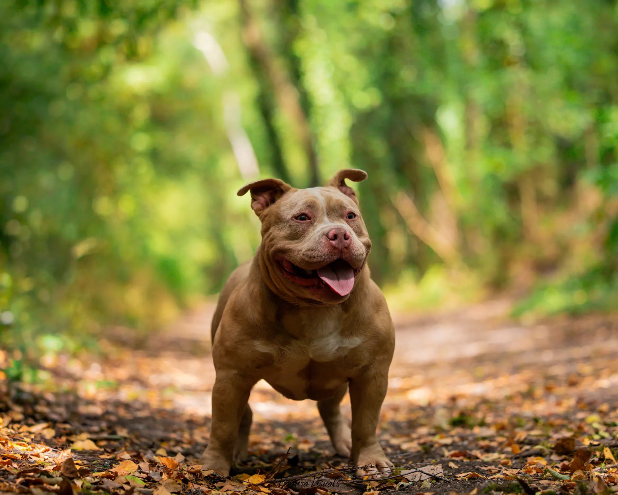 The Champagne American Bully on a woodland walk
