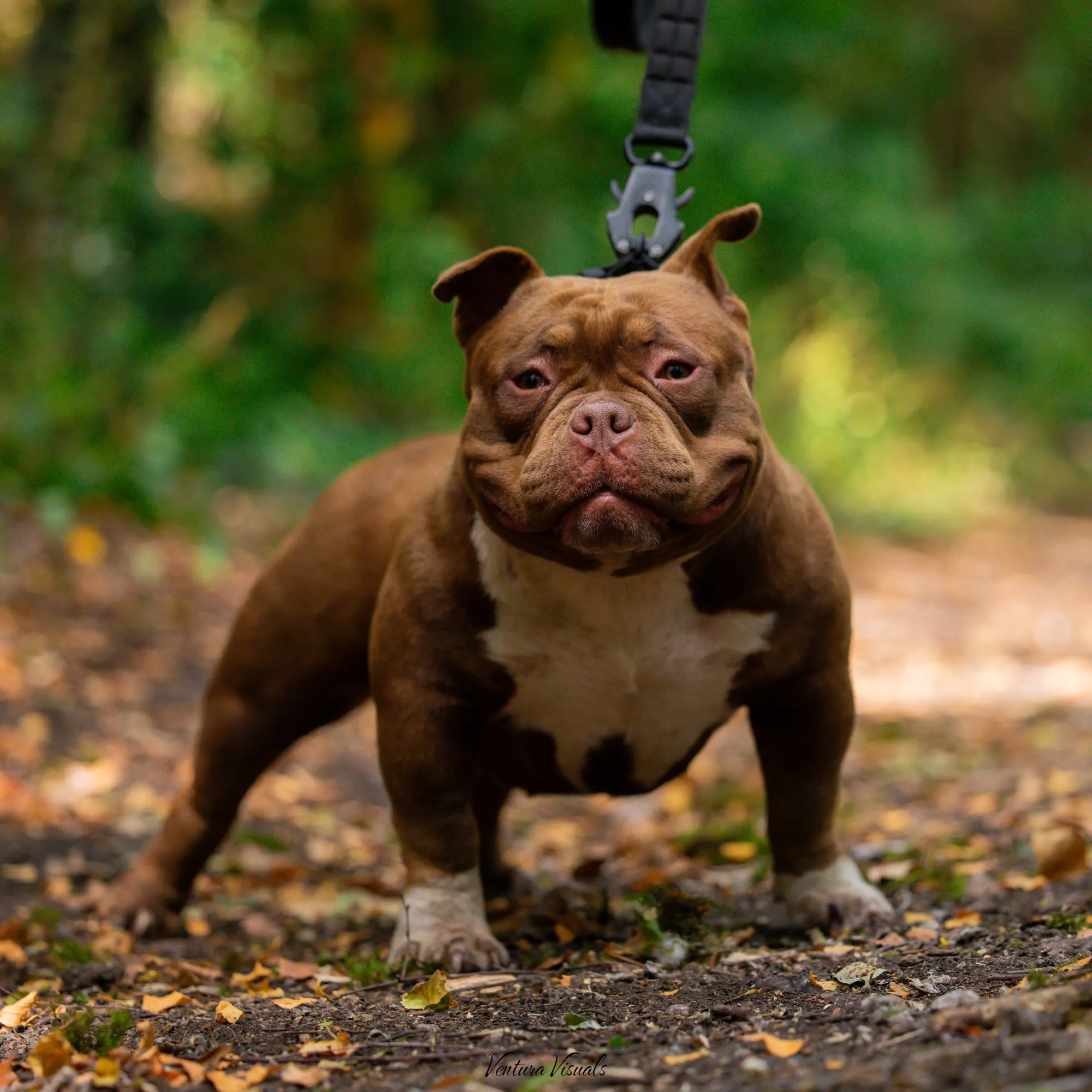 The Chocolate tri American Bully on a woodland walk