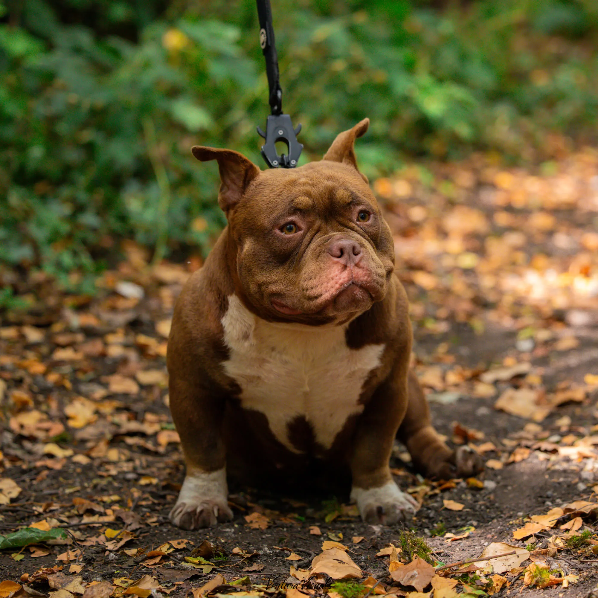 The Chocolate tri American Bully on a woodland walk