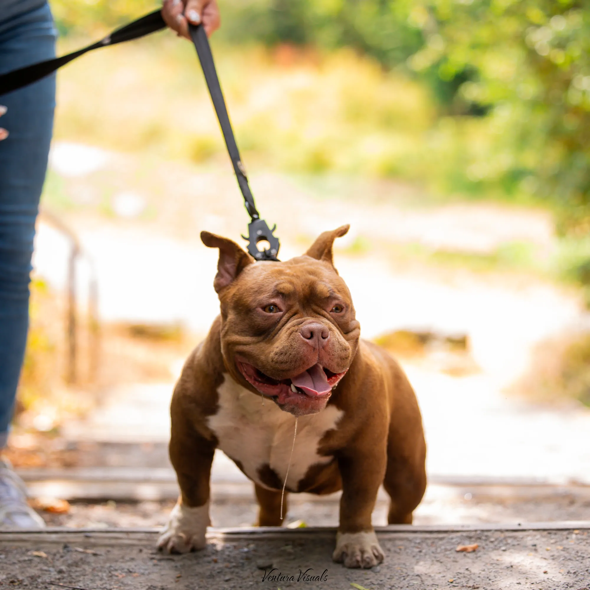 The Chocolate tri American Bully on a woodland walk