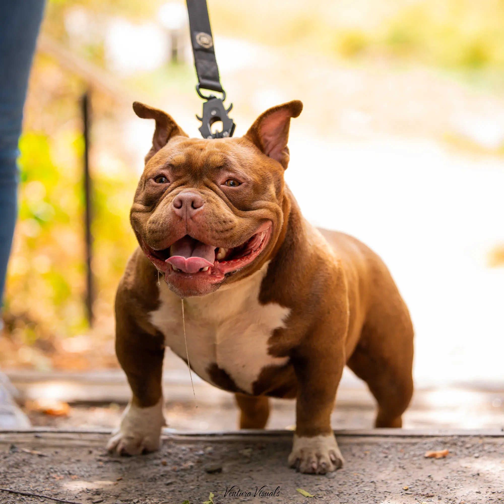 Chocolate tri American Bully on a boardwalk, tongue out