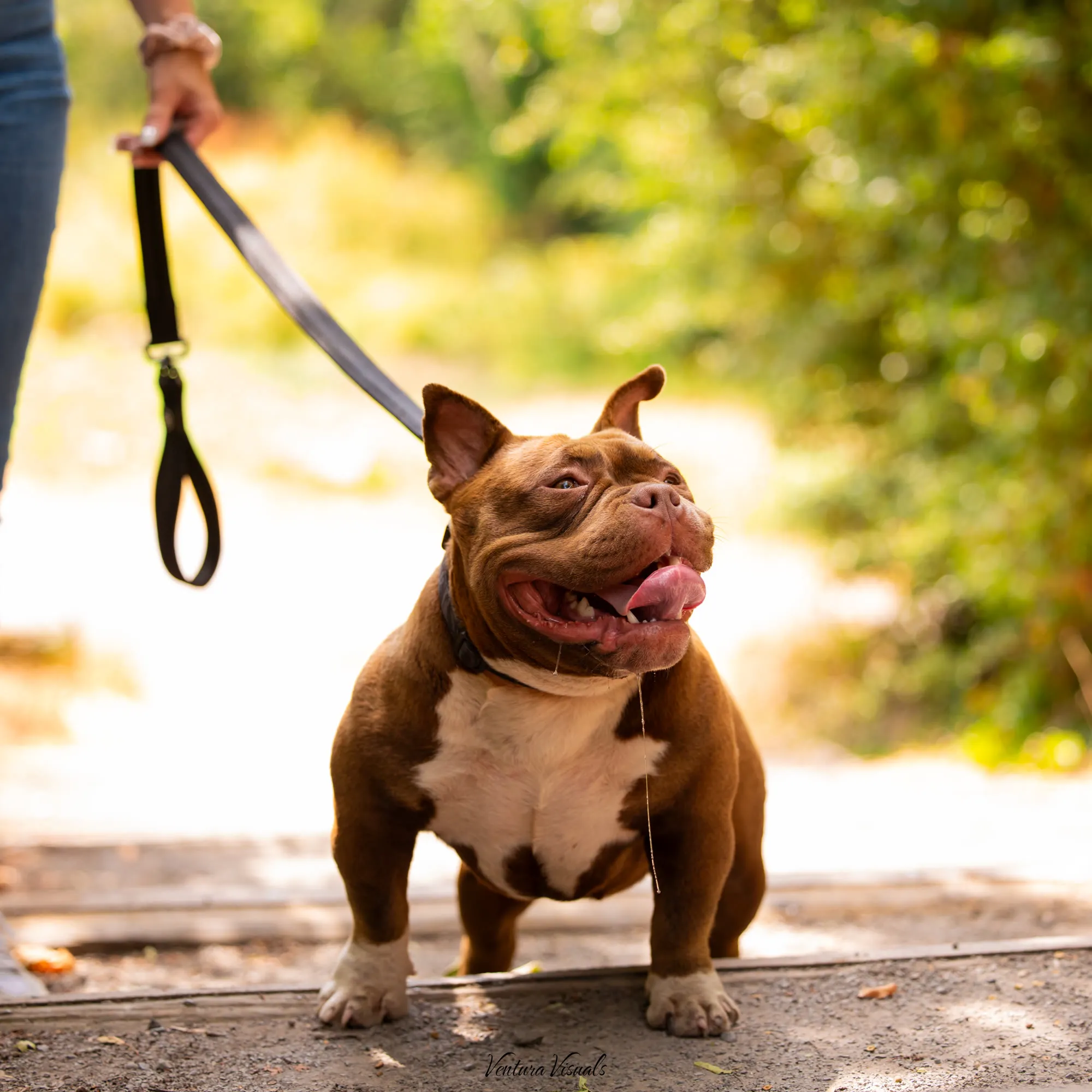 The Chocolate tri American Bully on a woodland walk