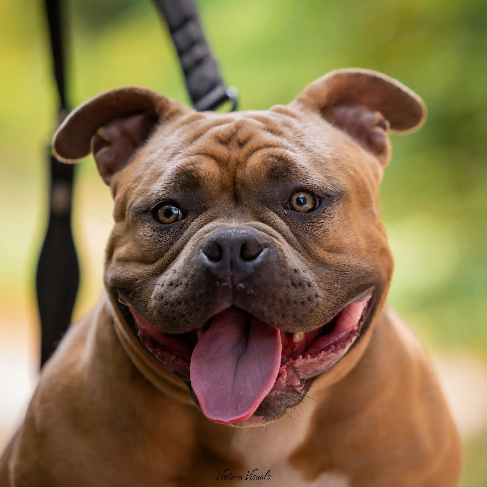 The Red American Bully on a woodland walk