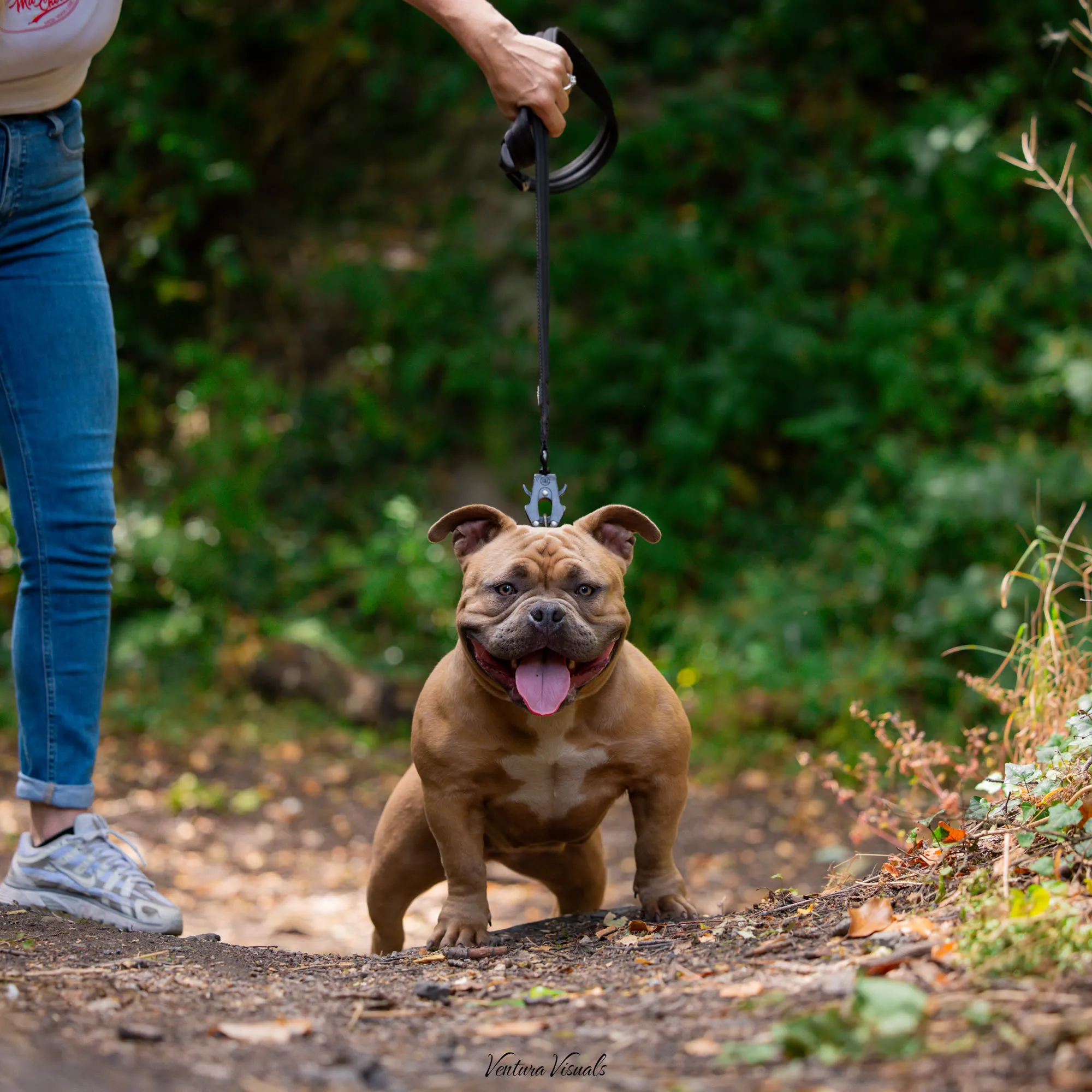 The Red American Bully on a woodland walk