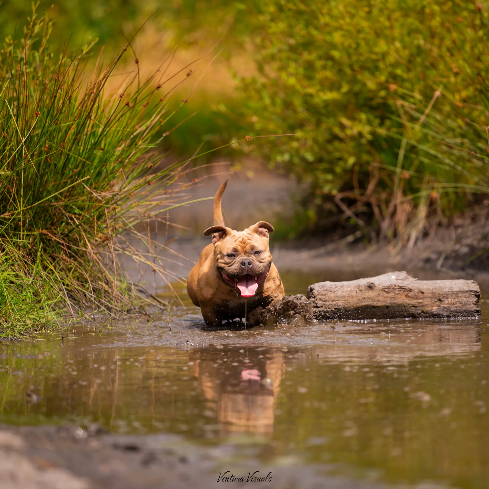 The Red American Bully on a woodland walk