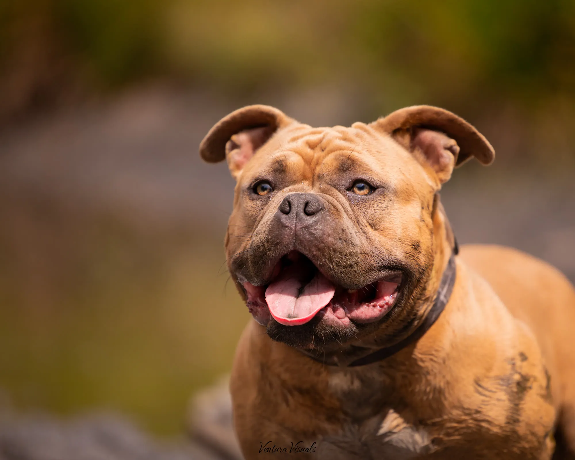 The Red American Bully on a woodland walk