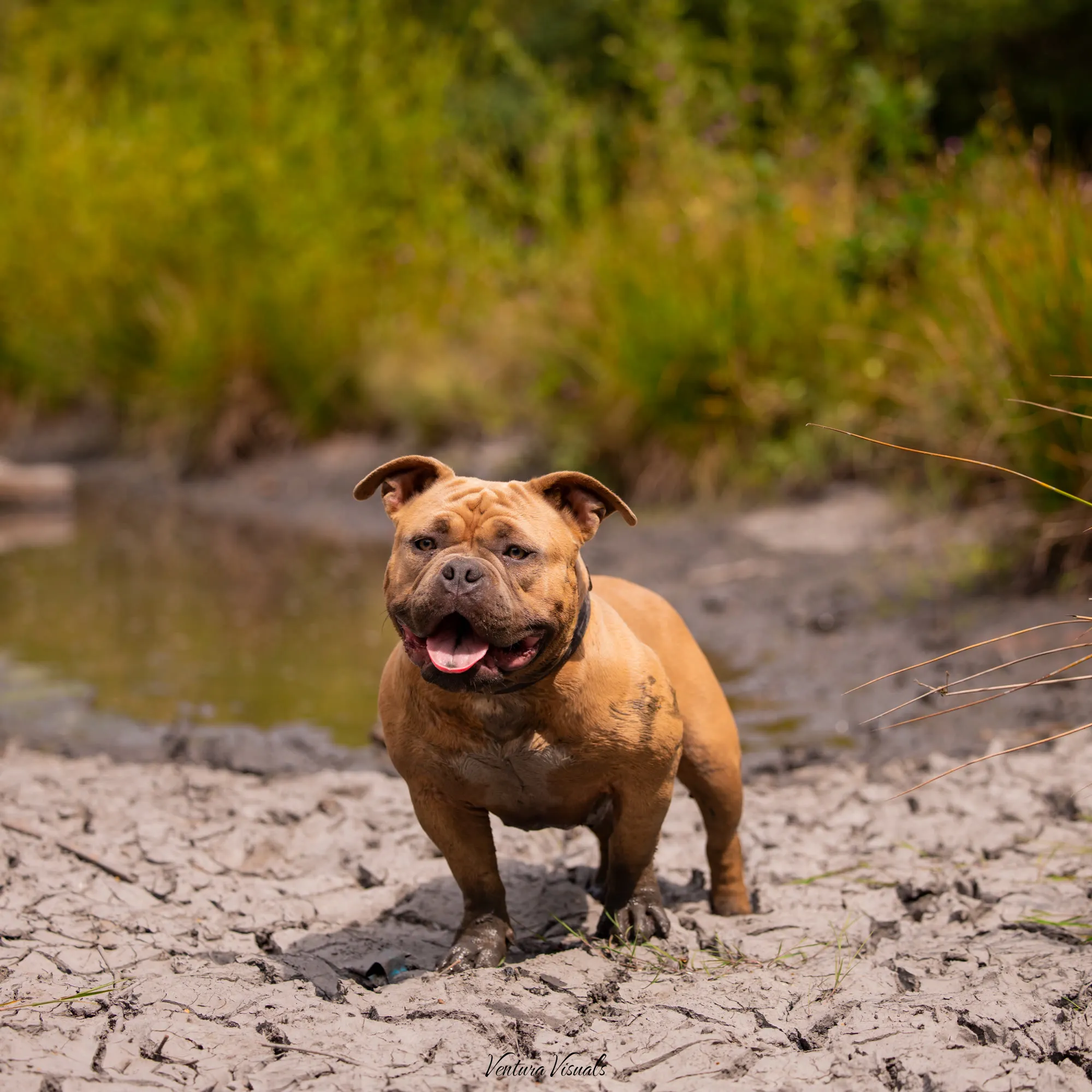 The Red American Bully on a woodland walk