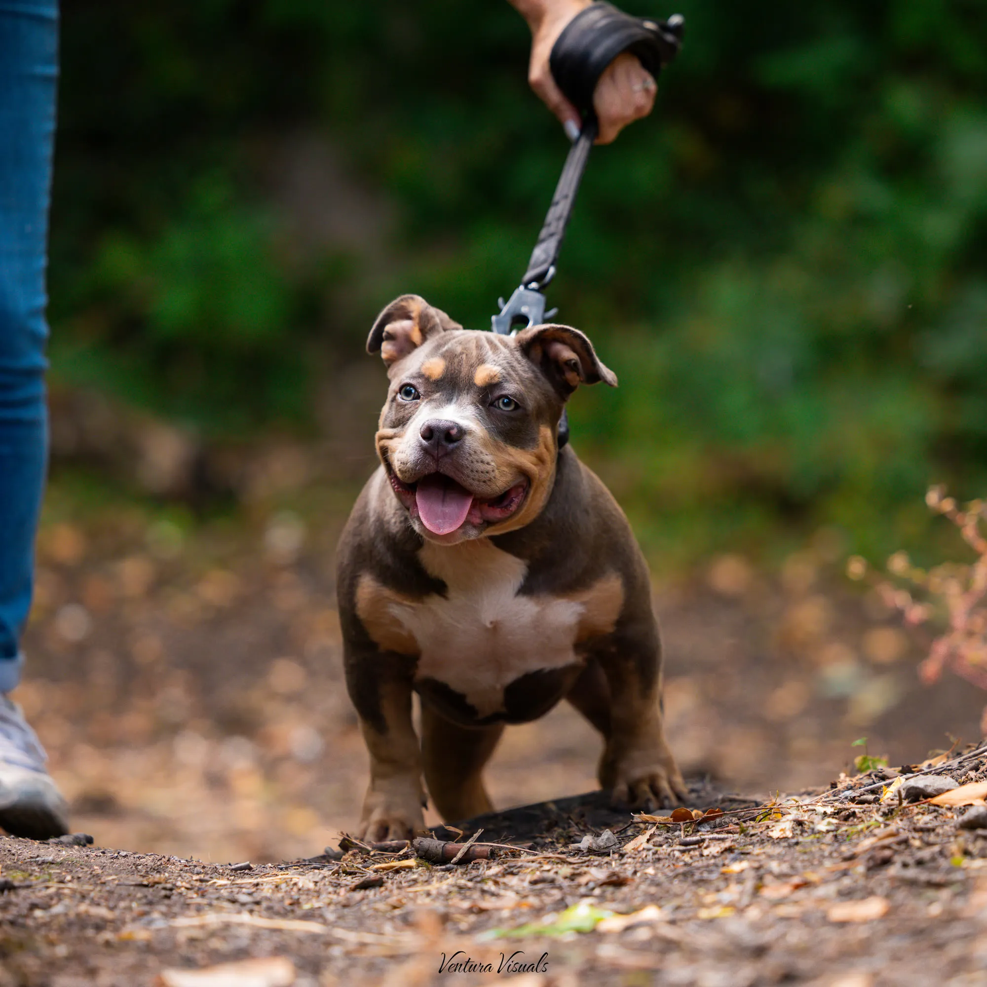 The Chocolate and tan American Bully on a woodland walk