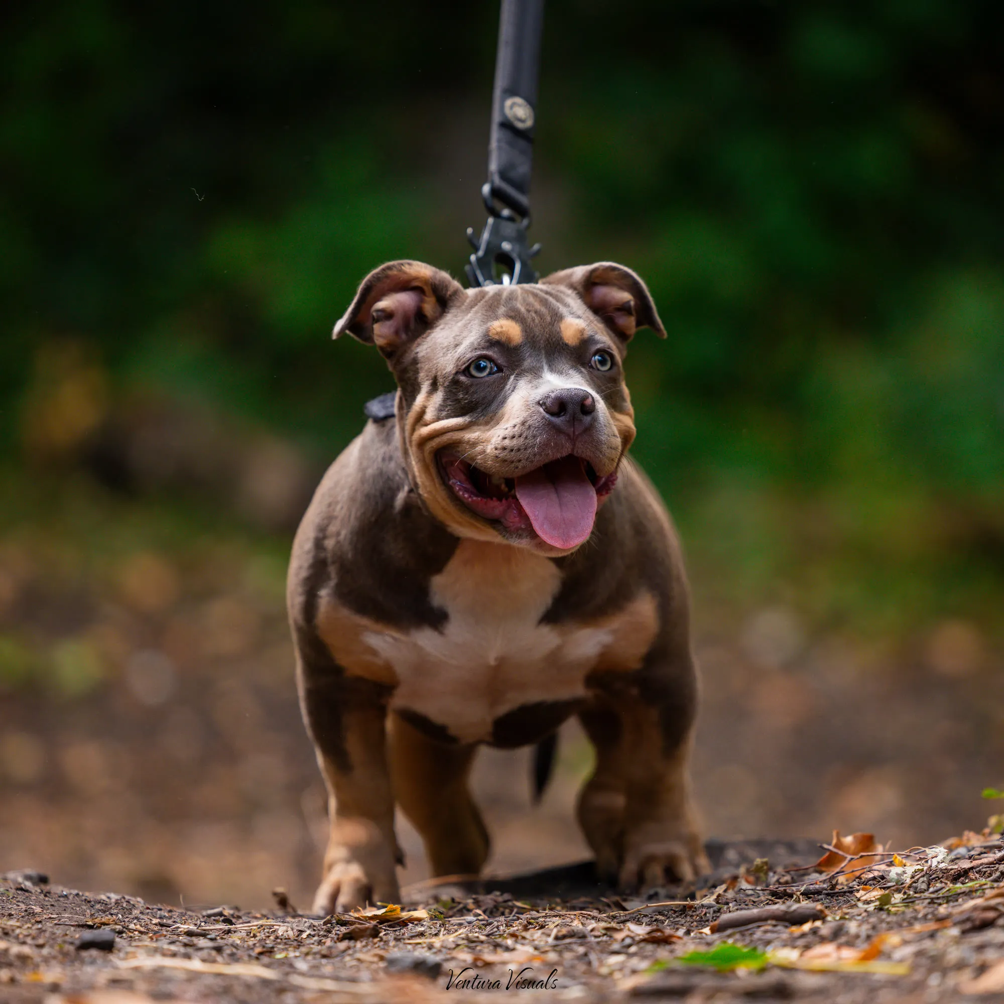 The Chocolate and tan American Bully on a woodland walk