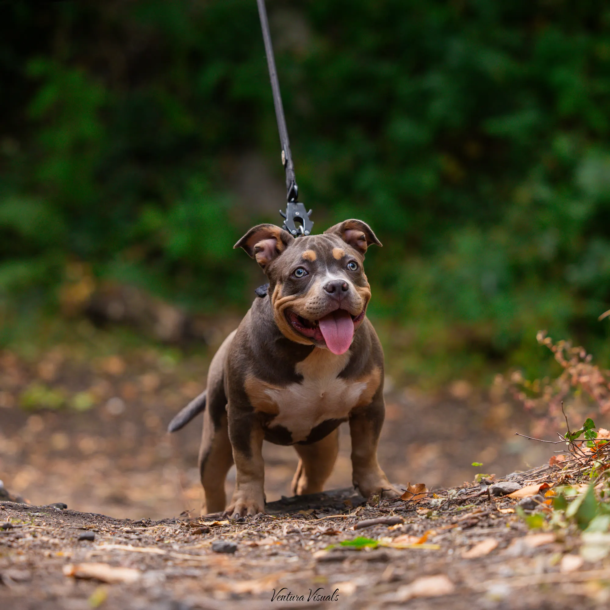 The Chocolate and tan American Bully on a woodland walk