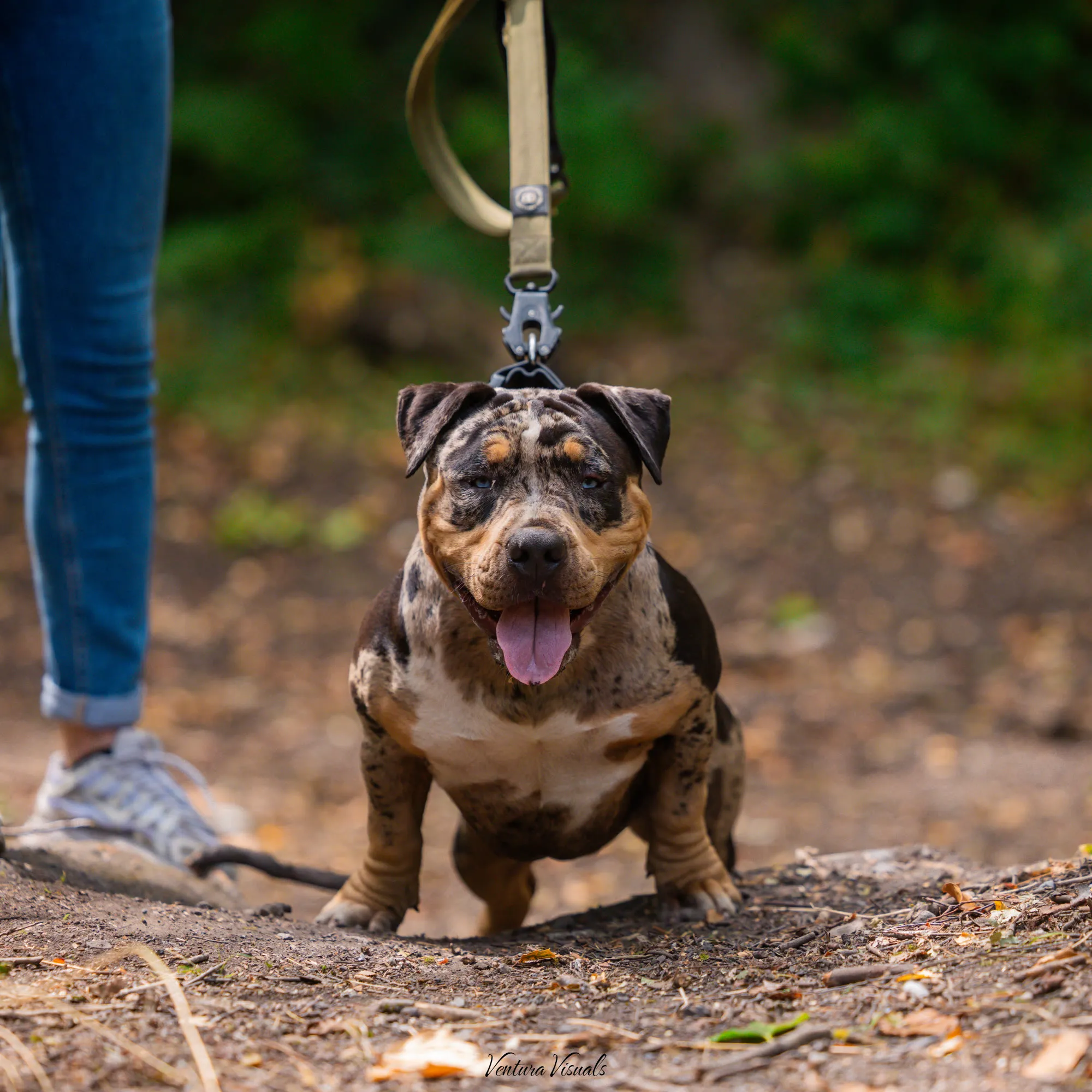 The Merle tri American Bully on a woodland walk