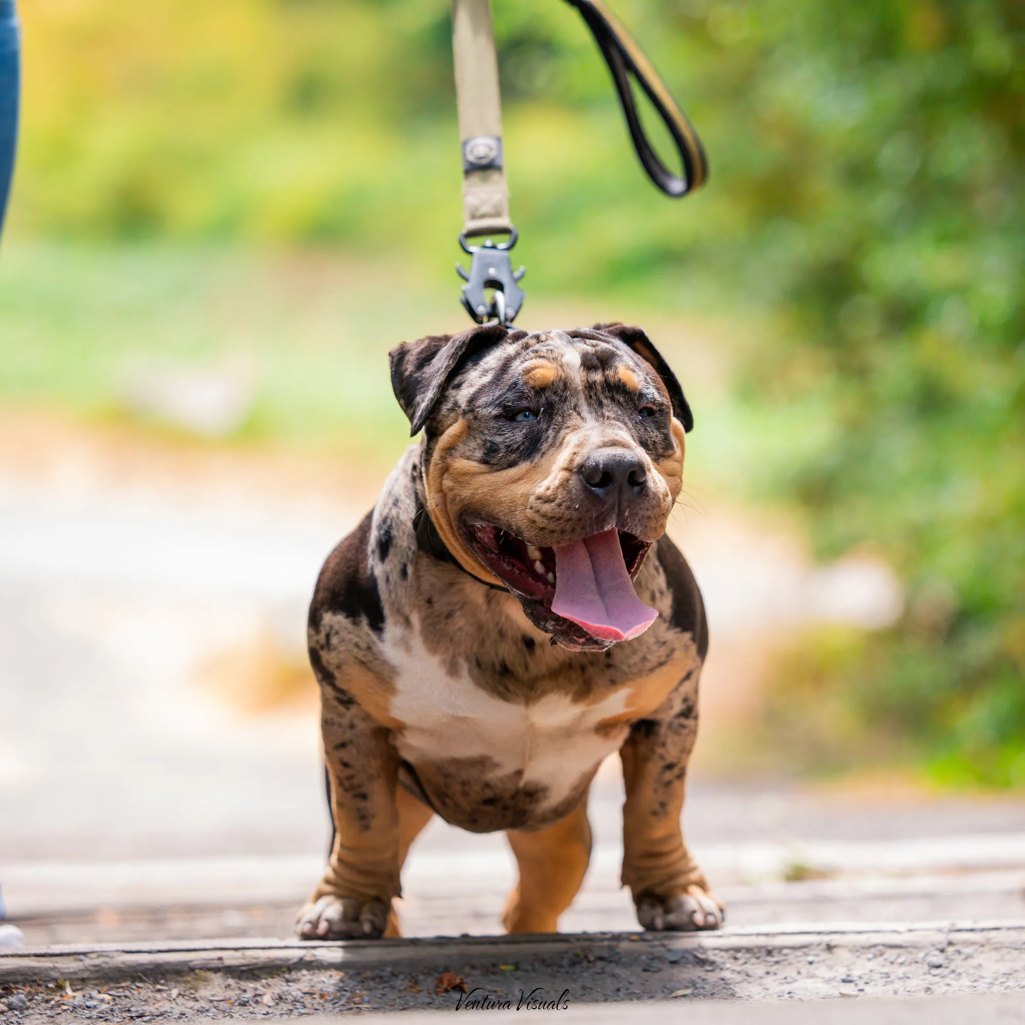 The Merle tri American Bully on a woodland walk