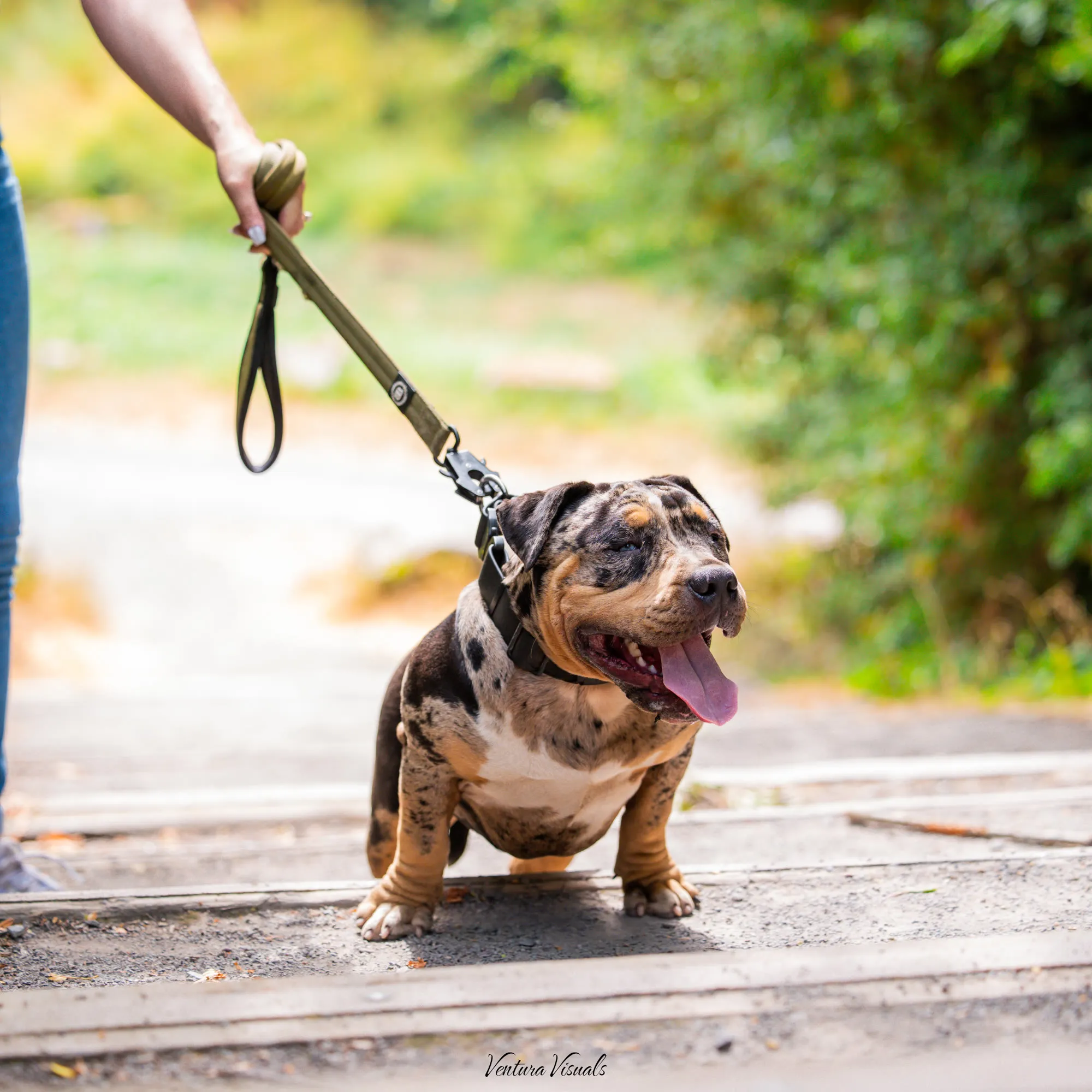 The Merle tri American Bully on a woodland walk
