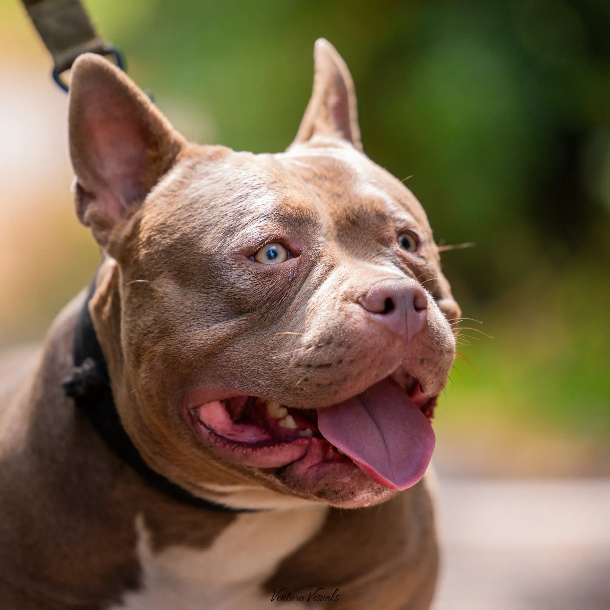 The Lilac American Bully on a woodland walk
