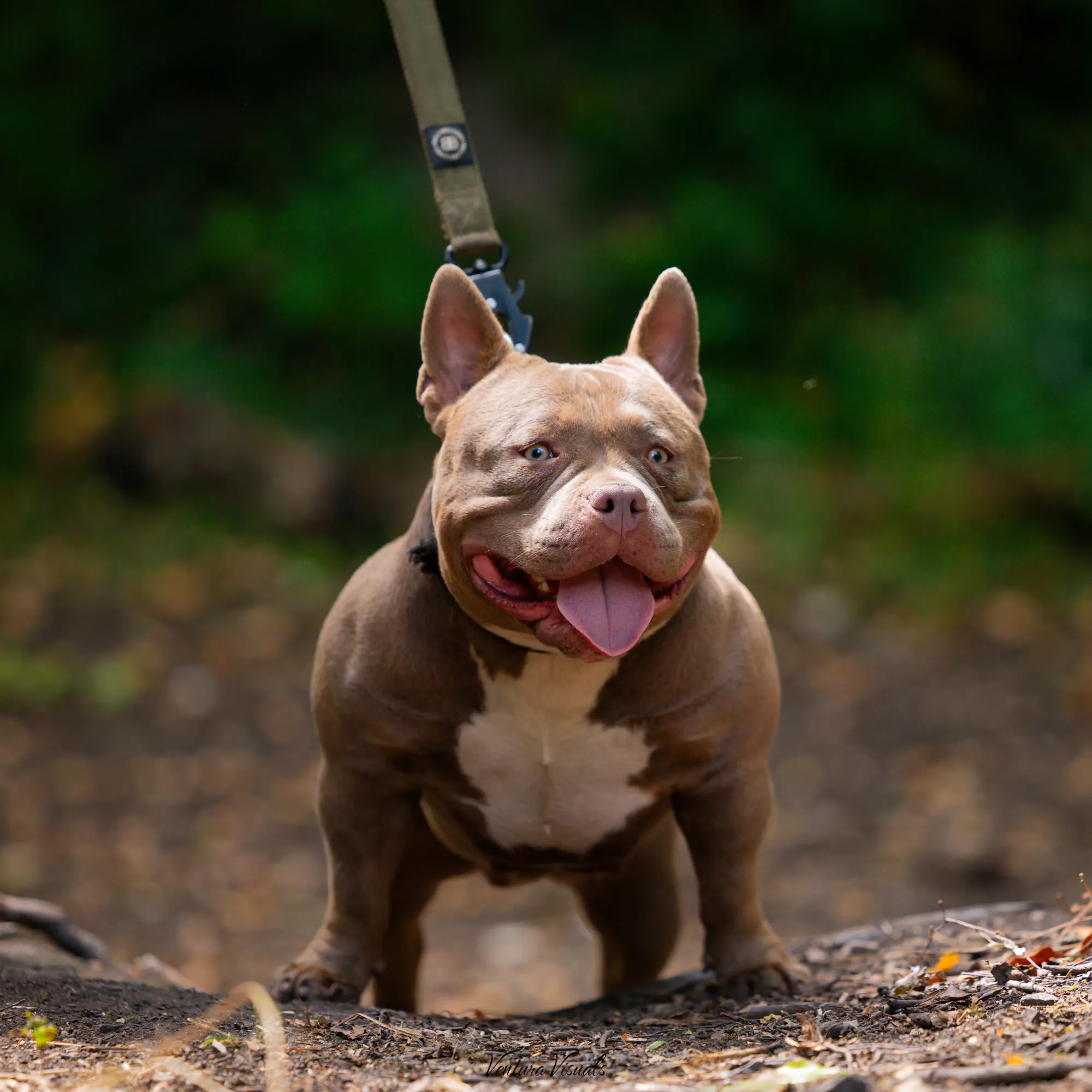 Lilac American Bully on a forest path, smiling