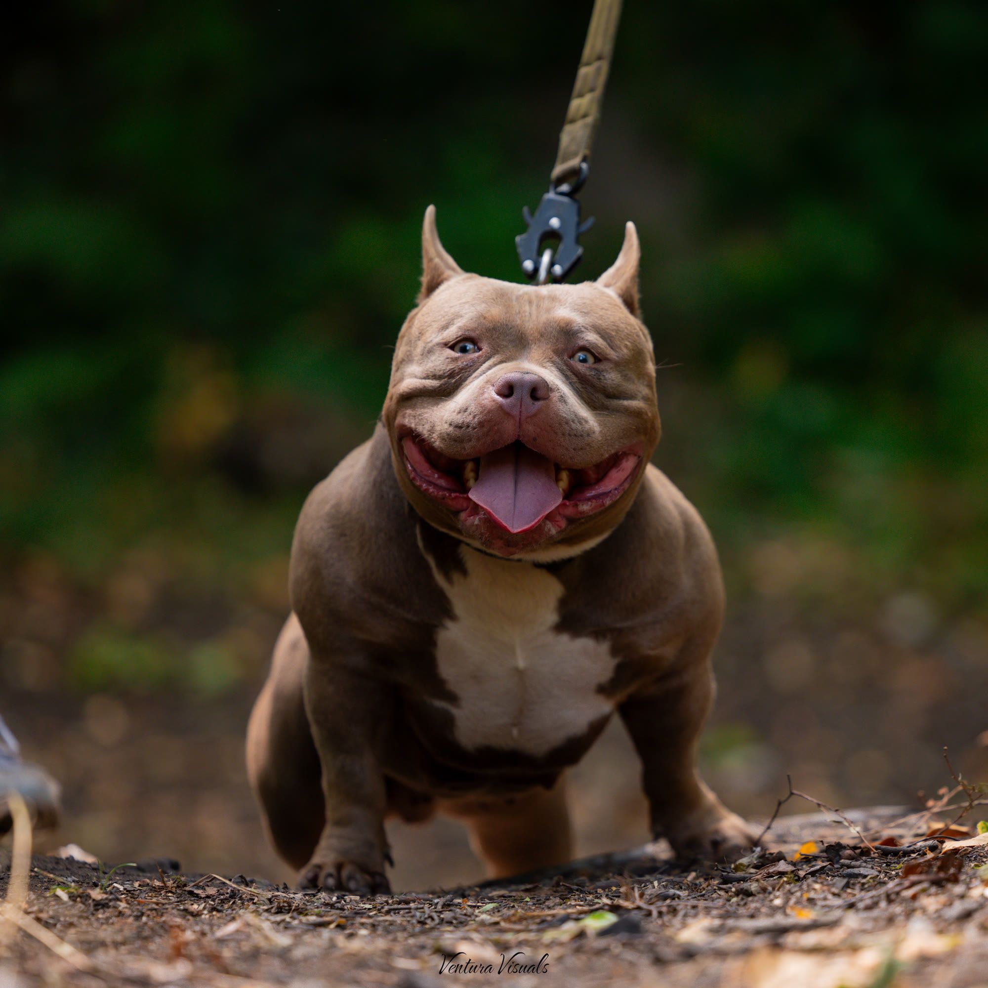 Lilac American Bully standing on a woodland path, looking at the camera