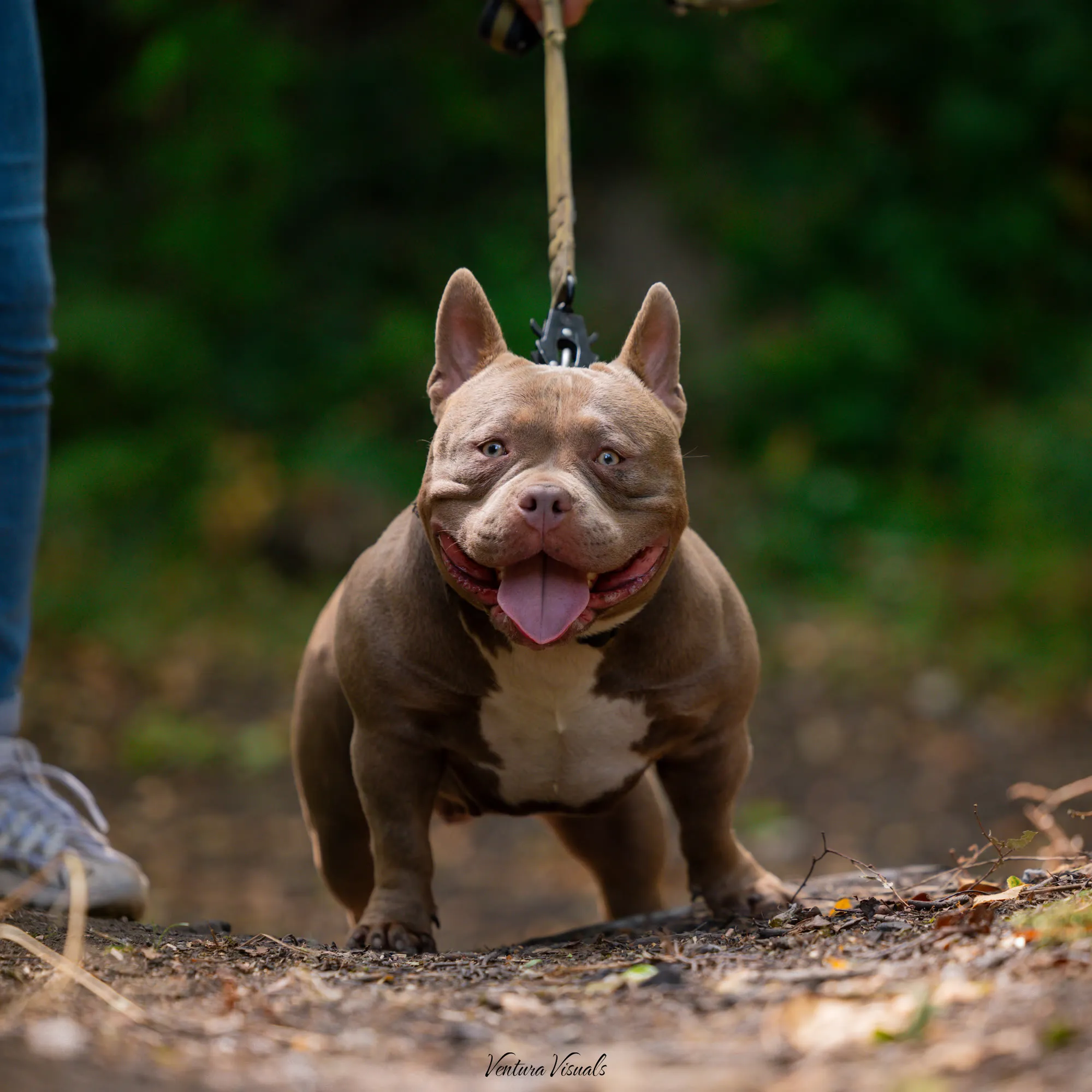 The Lilac American Bully on a woodland walk